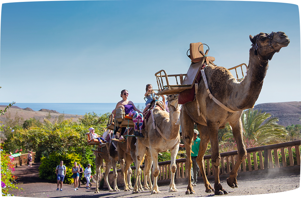 Viaje barato a Fuerteventura