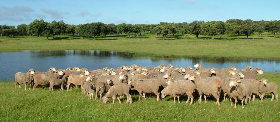 Siete enclaves para descubrir el Cordero de Extremadura este verano