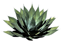 image 4 (1).png