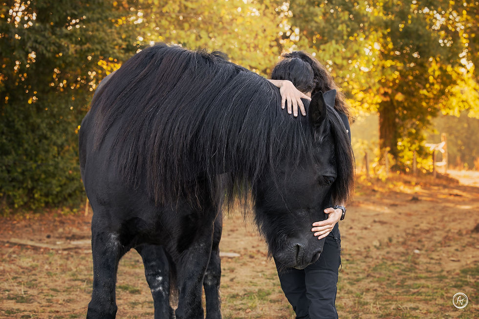 Manipulation ostéopathique des cervicales sur un cheval
