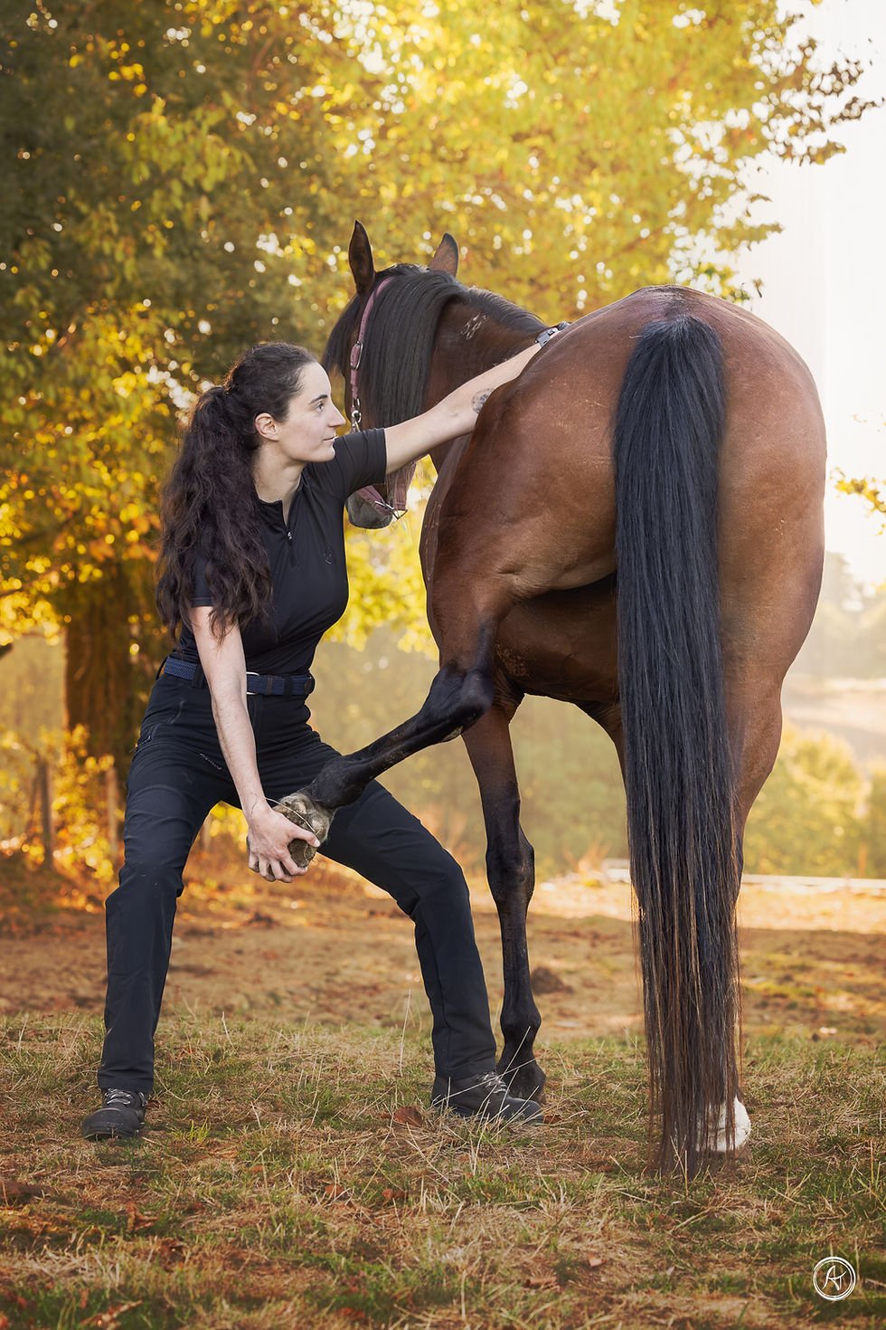 Manipulation ostéopathique des lombaires d'un cheval