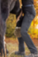 Mobilisation articulaire de la patte d'un cheval âgé