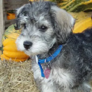 blue mountain schnoodles