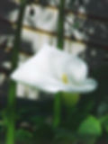 ZANTEDESCHIA