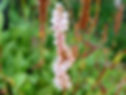 POLYGONUM
