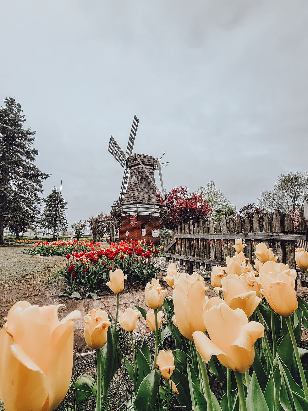 Holland,Michigan- Veldheer Tulip Farm