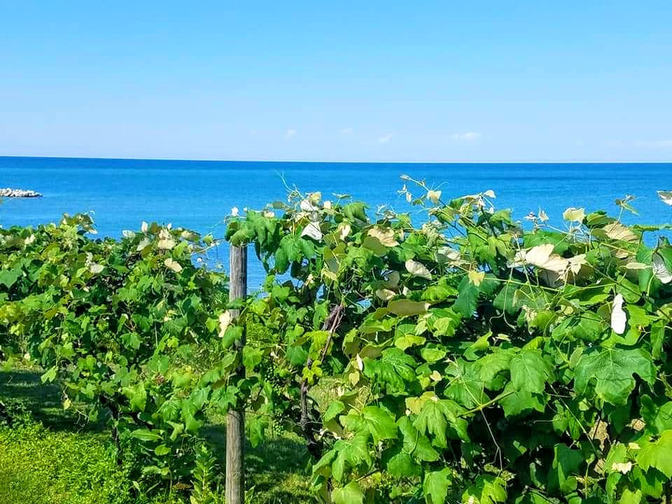 Why You should Visit Westfield New York The Secret East Coast Napa Valley