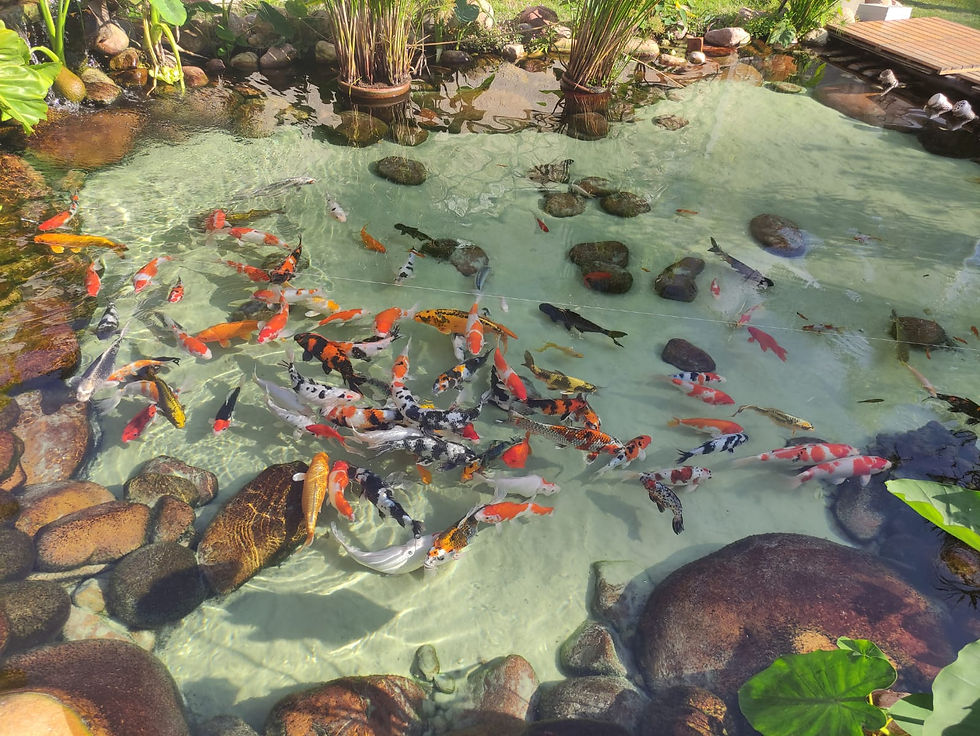 Principais pontos em como montar um lago ornamental: os 3 pilares do lago saudável