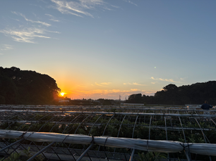 びわの蕾が膨らんできました！
