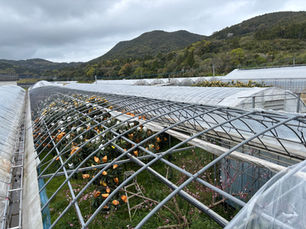 強風でびわハウスのビニールが剥がれた・・・