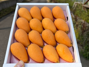 長崎びわ収穫&初箱詰め!