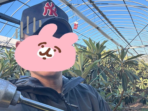 びわの木の防除day!