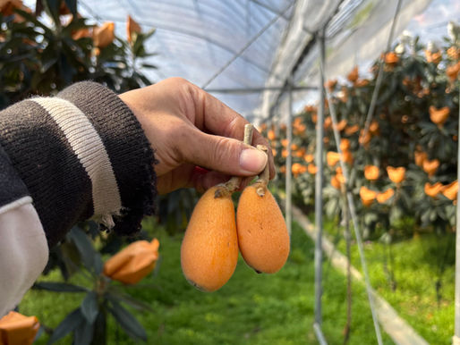 今年初収穫！長崎びわ