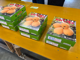 長崎びわ初出荷!!