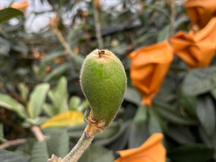 びわの実が膨らんできました！