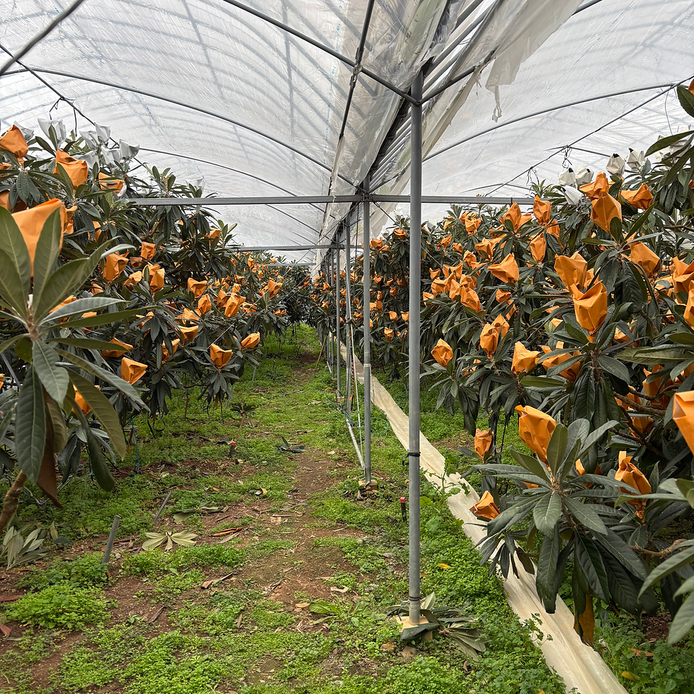 びわの袋かけ終わりが見えません・・・