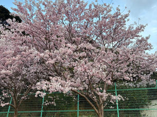 春といえば桜？びわ？