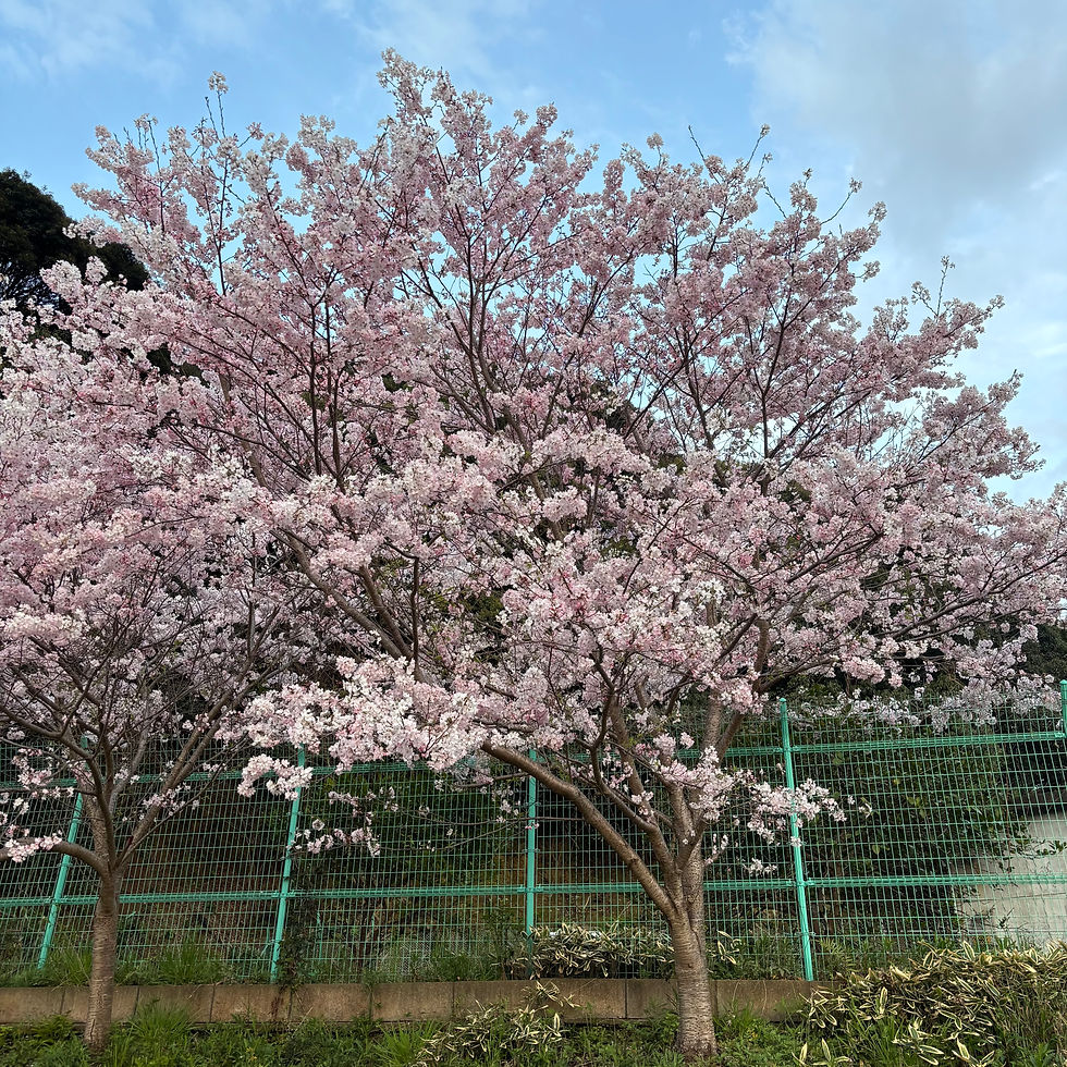 春といえば桜？びわ？