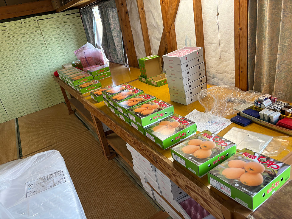 今年3回目のびわの出荷！