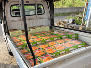 連日びわの収穫！さすがに疲労が・・・