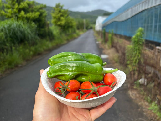 オフシーズンはびわの木の管理と野菜の収穫を楽しんでいます