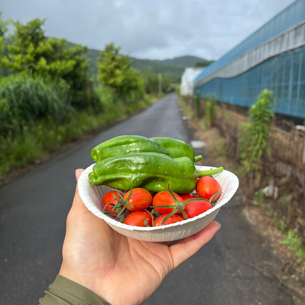 オフシーズンはびわの木の管理と野菜の収穫を楽しんでいます