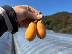 びわ狩りご予約状況