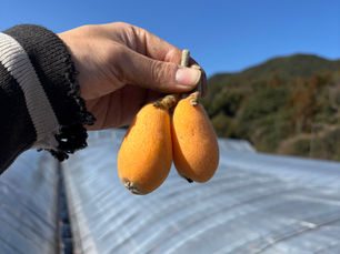 びわ狩りご予約状況