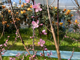びわの実の成長と共に桃の花も開花🌸