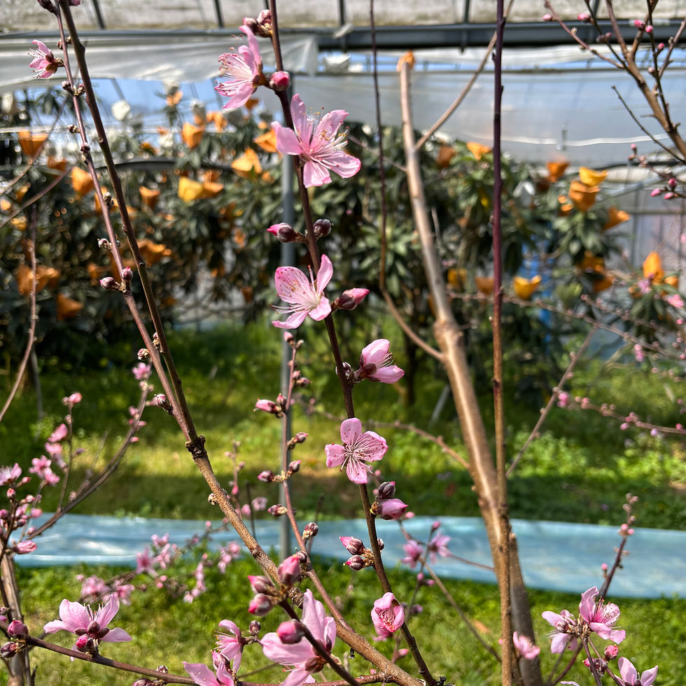 びわの実の成長と共に桃の花も開花🌸