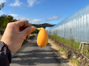 びわがどんどん色付いてきています！