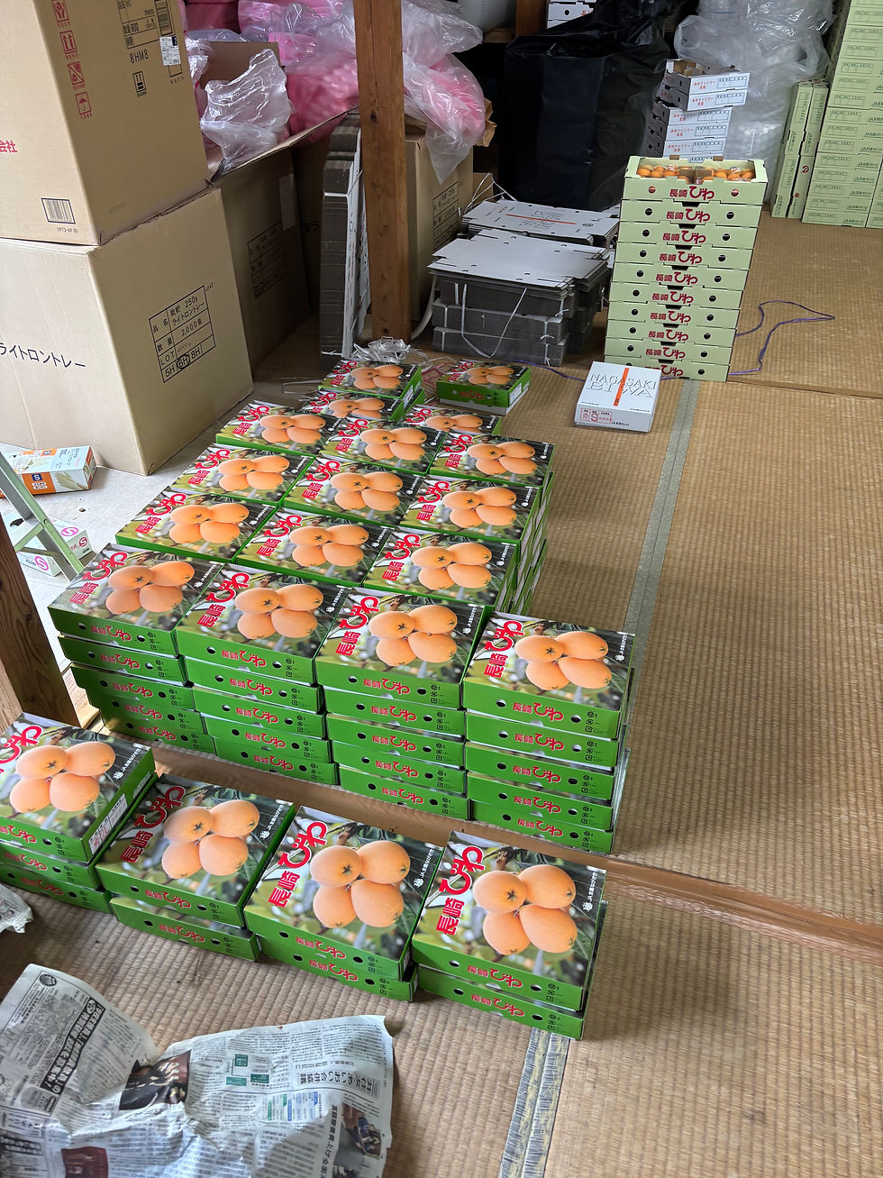 春の陽気に包まれびわも一気に色付いています！