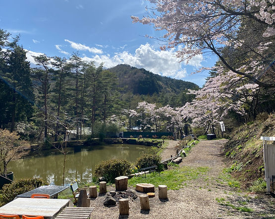 ピース 桜.jpg