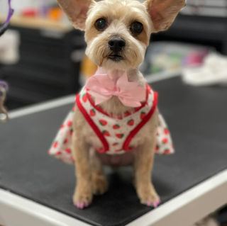 pet groomer in fountain inn