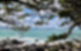 Windswept pine branches frame the sea at Kasayama Camellia Grove.