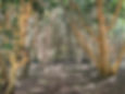 A grove of tall camellia trees at Kasayama with interlacing branches and dappled sunlight on the forest floor.