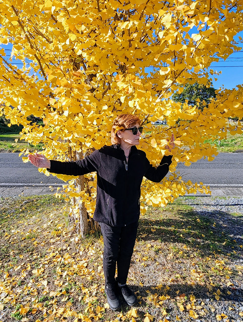 Woman standing with arms outstretched under a large golden ginkgo tree in Hiraizumi Japan in autumn