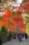 Tree-lined approach path to Chuson-ji temple in Hiraizumi Japan with blazing red and orange autumn maple foliage overhead and visitors walking below
