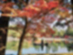 Crimson Japanese maple tree reflected in the pond at Motsu-ji garden Hiraizumi Japan in autumn
