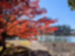 Autumn momiji at Maōson-ji pond, Hiraizumi, Iwate Prefecture, Japan — blazing red maple reflected in still water under blue sky