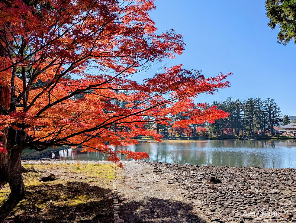 Autumn momiji at Maōson-ji pond, Hiraizumi, Iwate Prefecture, Japan — blazing red maple reflected in still water under blue sky
