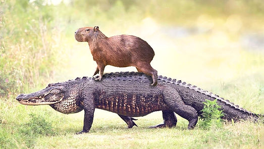 Capybara on Gator
