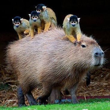 Monkeys on Capybara