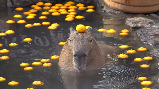 Capybara in water