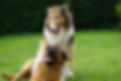 dogs-gc9d7121fd_640.jpg