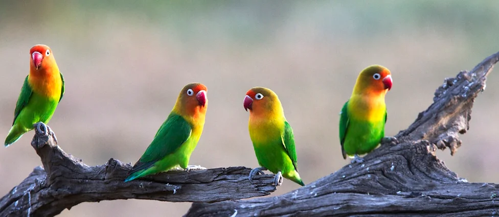 Single Post Lovebirdkingdom