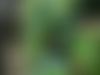 ¿Cómo diferenciar un césped artificial de calidad? Introducción