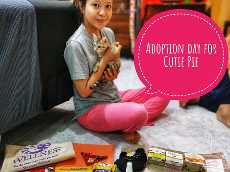 Forever Home for Cutie Pie!