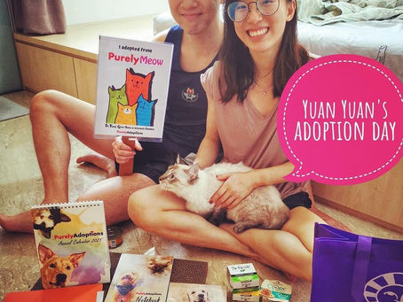Forever Home for Yuan Yuan!