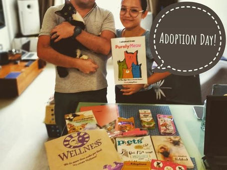 Forever Home for Sandwich!